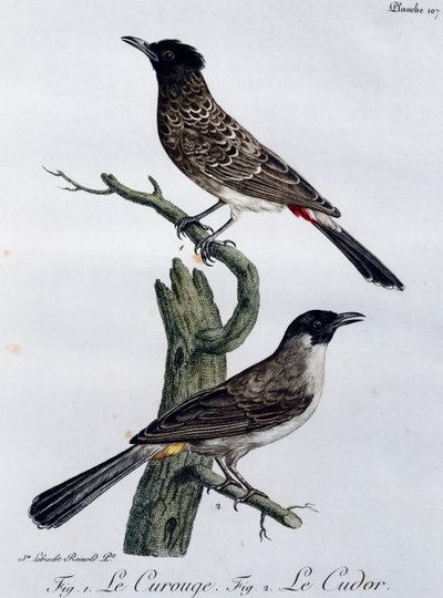 ケープ・ブルブル（Pycnonotus capensis）、下はガーデン・ブルブル（Pycnonotus barbatus）、『Histoire Naturelle des Oiseaux d