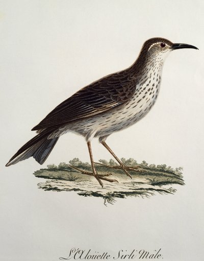 ケープ・ロングビルのオス（Certhilauda curvirostris）、Francois Le Vaillant（1753-1824）による『Histoire Naturelle des Oiseaux d