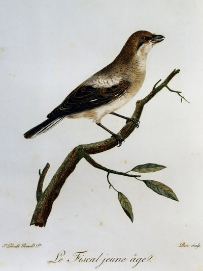 Fiscal（Lanius collaris）、『Histoire Naturelle des Oiseaux d