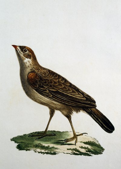 カッコウの雌のローラー、Francois Le Vaillant（1753-1824）の『Histoire Naturelle des Oiseaux d