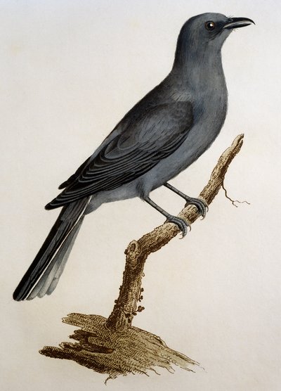 灰色のカッコウモズ（Coracina caesia）、Francois Le Vaillant（1753-1824）による『Histoire Naturelle des Oiseaux d