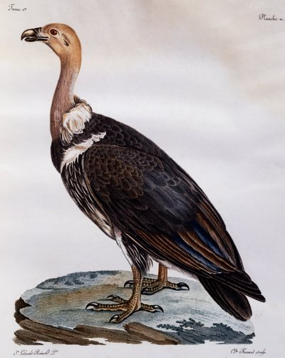 ケープグリフォンの未熟児（Gyps coprotheres）、『Histoire Naturelle des Oiseaux d
