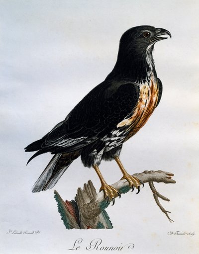 ジャッカル・バザード（Buteo rufofuscus）、「Histoire Naturelle des Oiseaux d