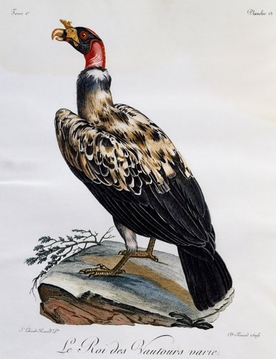 キングハゲタカ（Sarcoramphus papa）、「Histoire Naturelle des Oiseaux d