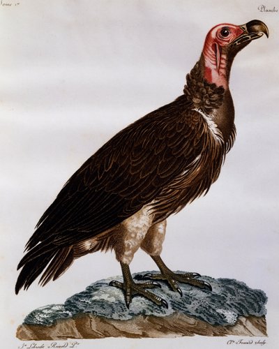 ハゲタカ（Torgos tracheliotos）、「Histoire Naturelle des Oiseaux d