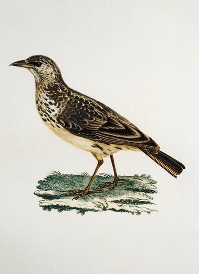 大嘴ヒバリ（Galerida magnirostris）、Francois Le Vaillant（1753-1824）の『Histoire Naturelle des Oiseaux d