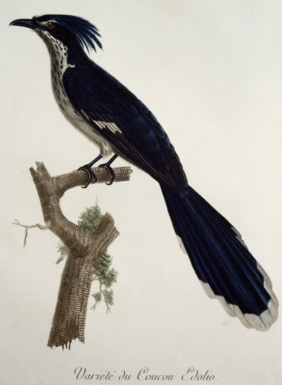 フランスのFrancois Le Vaillant (1753-1824)による『Histoire Naturelle des Oiseaux d