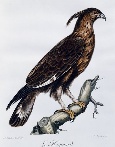 ロングカンムリワシ（Lophaetus occipitalis）、「Histoire Naturelle des Oiseaux d