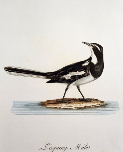 アフリカハクセキレイ（Motacilla aguimp）のオス、Francois Le Vaillant（1753-1824）による『Histoire Naturelle des Oiseaux d
