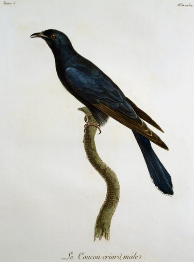 ブラック・カッコウ（Cuculus clamosus）の雄、Francois Le Vaillant（1753-1824）による『Histoire Naturelle des Oiseaux d