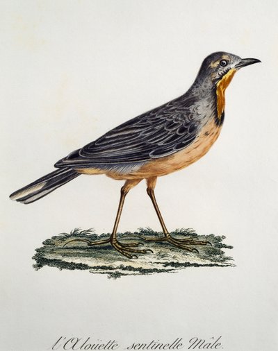 ケープ・ロングクロウ（Macronyx capensis）のオス、Francois Le Vaillant（1753-1824）による『Histoire Naturelle des Oiseaux d