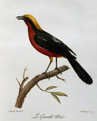 ゴノキのオス（Laniarius barbarus）、「Histoire Naturelle des Oiseaux d