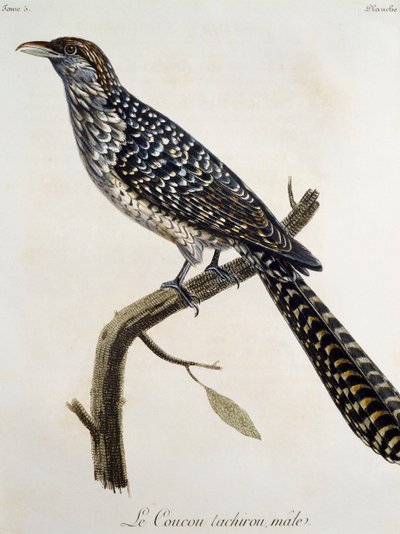 カッコウの雄タチロー、Francois Le Vaillant（1753-1824）の『Histoire Naturelle des Oiseaux d