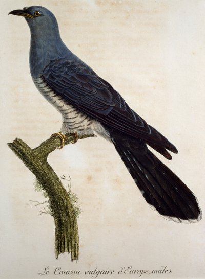 Cuco eurasiano masculino (Cuculus canorus), gravura de Histoire Naturelle des Oiseaux d