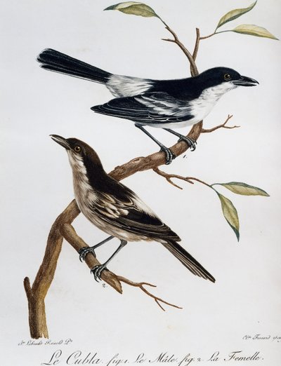 ブラックバックパフバック（Dryoscopus cubla）のオスとメス、Histoire Naturelle des Oiseaux d