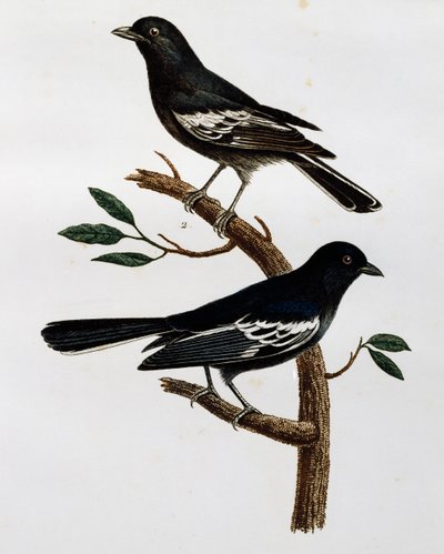 シジュウカラの雌雄、「Histoire Naturelle des Oiseaux d