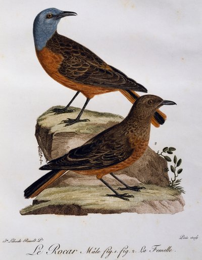 ケープ・ロック・ツグミ（Monticola rupestris）の雌雄、「Histoire Naturelle des Oiseaux d