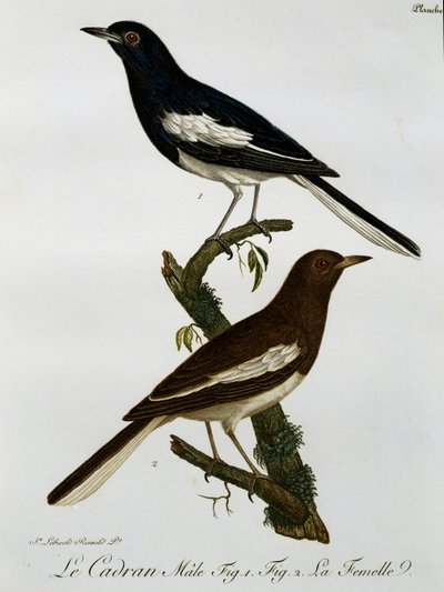 カササギロビン（Copsychus saularis）の雌雄、『Histoire Naturelle des Oiseaux d