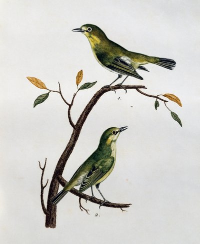ペールホワイトアイ（Zosterops pallidus）のオスとメス、「Histoire Naturelle des Oiseaux d