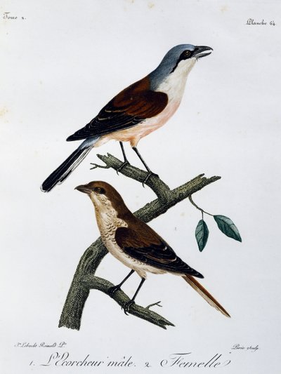 アカハラモズ（Lanius collurio）のオスとメス、『Histoire Naturelle des Oiseaux d
