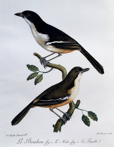 南部ブーブー（Laniarius ferrugineus）の雌雄、「Histoire Naturelle des Oiseaux d