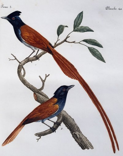 スポッティッド・フライキャッチャー（Muscicapa striata）のオスとメス、『Histoire Naturelle des Oiseaux d