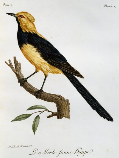 イエロー・スワロウテイル（『Histoire Naturelle des Oiseaux d