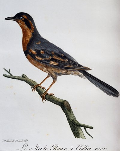 ブラックカラードロビン、「Histoire Naturelle des Oiseaux d