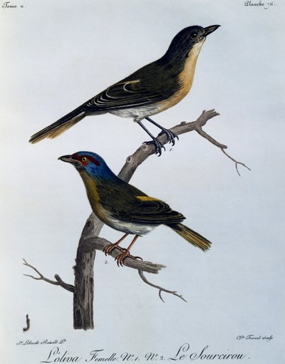 オリーブ・ブッシュシュライク（Telophorus olivaceus）、『Histoire Naturelle des Oiseaux d