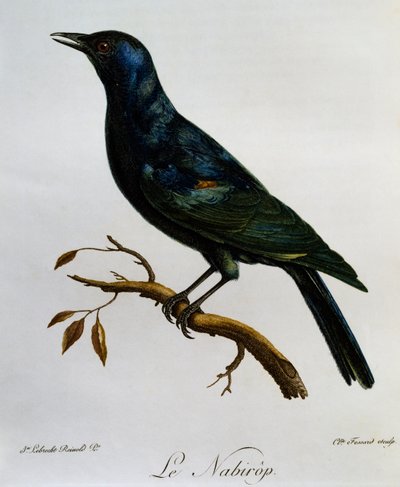 ムクドリ（Onychognathus nabouroup）、『Histoire Naturelle des Oiseaux d