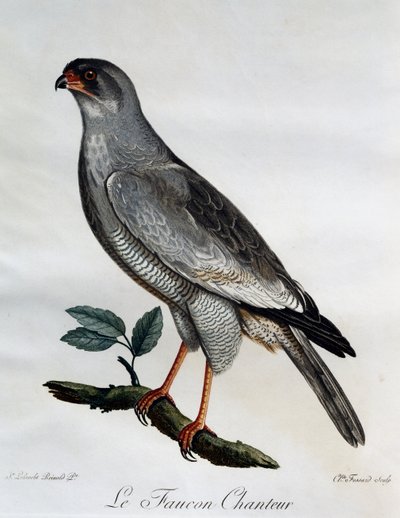 ペールチャンティングオオタカ（Melierax canorus）、『Histoire Naturelle des Oiseaux d
