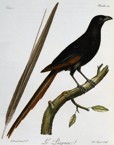 ピアピア（Ptilostomus afer）、『Histoire Naturelle des Oiseaux d