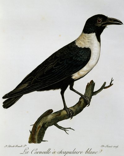 ハシボソガラス（Corvus albus）、『Histoire Naturelle des Oiseaux d