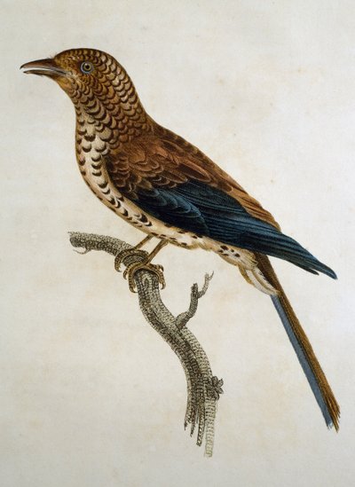 フランスのFrancois Le Vaillant (1753-1824)による『Histoire Naturelle des Oiseaux d