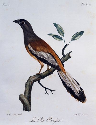 ルファス・トゥリーピー（Dendrocitta vagabunda）、『Histoire Naturelle des Oiseaux d