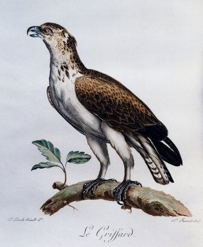 ショートトゥード・スネーク・イーグル（Circaetus gallicus）、『Histoire Naturelle des Oiseaux d