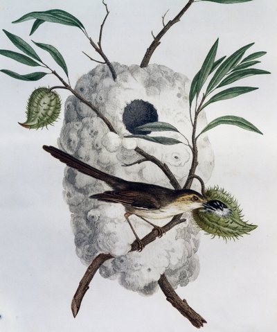 Tawny-flanked Prinia (Prinia subflava), 「Histoire Naturelle des Oiseaux d
