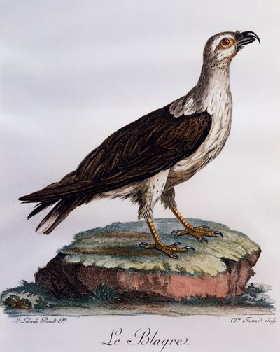白襟のフィッシュ・イーグル（Haliaeetus leucogaster）、『Histoire Naturelle des Oiseaux d
