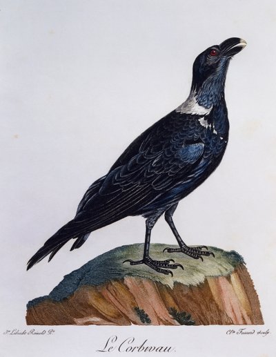 シロハラワタリガラス（Corvus albicollis）、「Histoire Naturelle des Oiseaux d