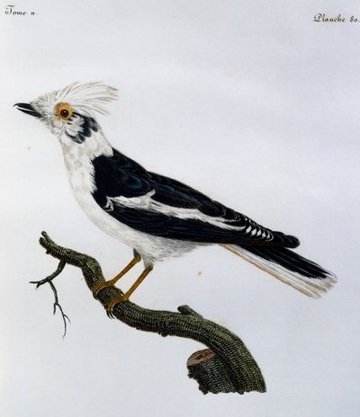 ホワイトヘルメットシュライク（Prionops plumatus）、『Histoire Naturelle des Oiseaux d
