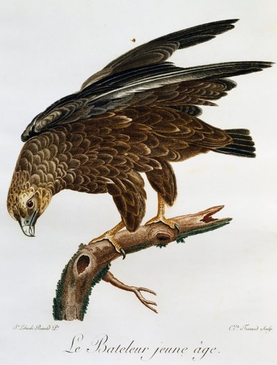 ヤングボーター（Terathopius ecaudatus）、「Histoire Naturelle des Oiseaux d