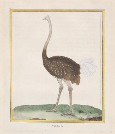 ダチョウ ダチョウ、1770-86。 作： Francois Nicolas Martinet