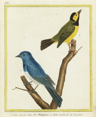 クロガネモチ（Hypothymis azurea）1、ウグイス（Setophaga citrina）2 作： Francois Nicolas Martinet
