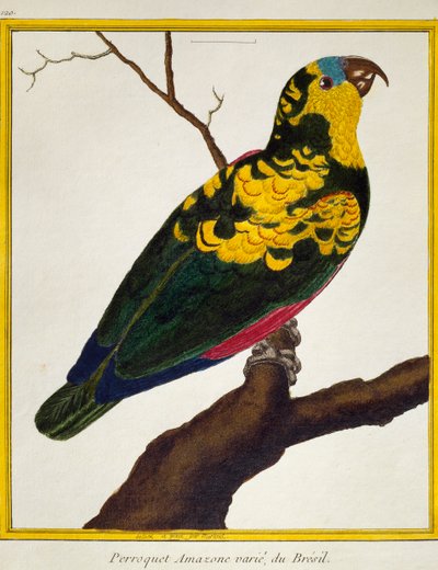 アオボウシインコ（Amazona aestiva）、Histoire naturelle des oiseauxより 作： Francois Nicolas Martinet