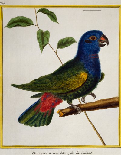 青頭巾のオウム（Pionus menstruus）、Histoire naturelle des oiseauxより 作： Francois Nicolas Martinet