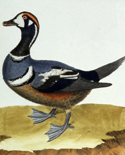 Canard a collier（カナード・ア・コリア）。 作： Francois Nicolas Martinet
