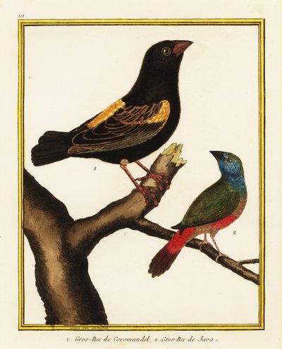 ケープ・ビショップ、Euplectes capensis 1、ピンテール・パーロットフィンチ、Erythrura prasina 2 作： Francois Nicolas Martinet