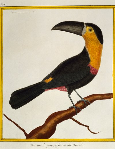 チャンネル・ビルド・トゥーカン（Ramphastos vitellinus）、Histoire naturelle des oiseauxより 作： Francois Nicolas Martinet