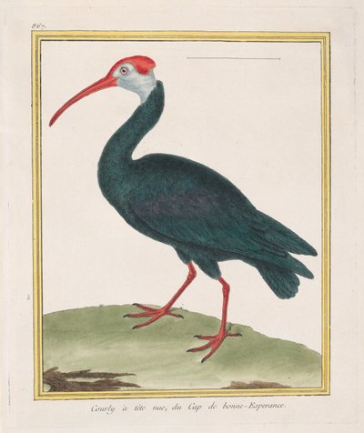 喜望峰のハゲトキ、1770-86年。 作： Francois Nicolas Martinet