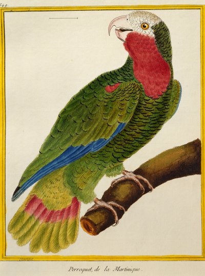 キューバのオウム（Amazona leucocephala）、「鳥類の自然史」より 作： Francois Nicolas Martinet